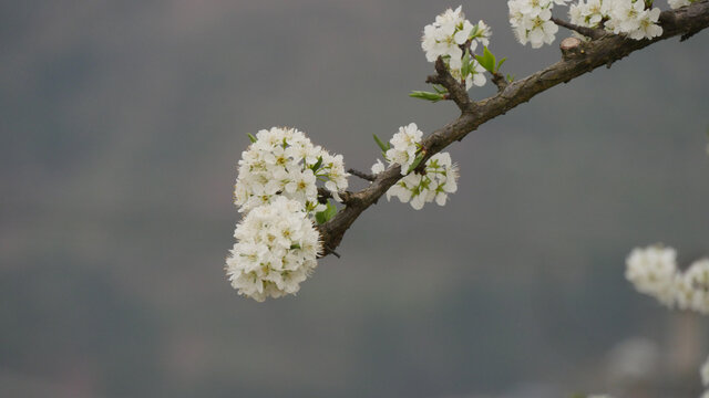 李花