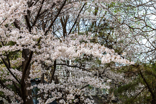 东京樱花