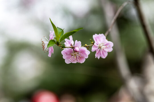 桃花