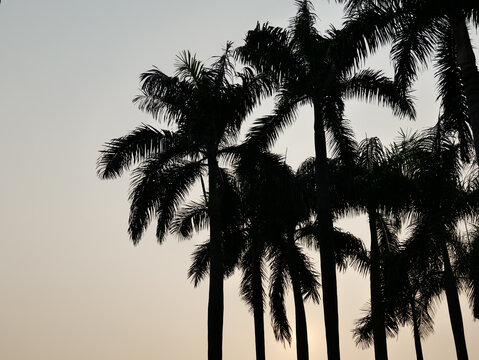 夕阳下的椰子树剪影
