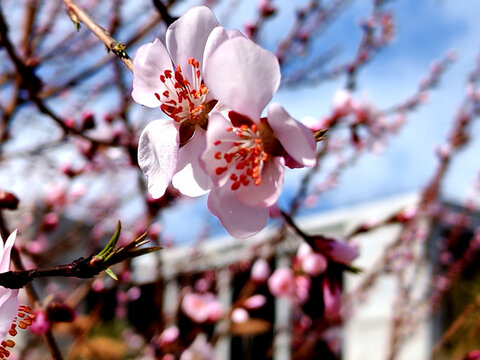 樱花