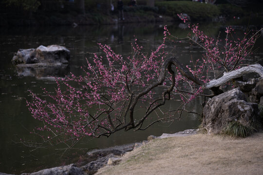 湖边的花树