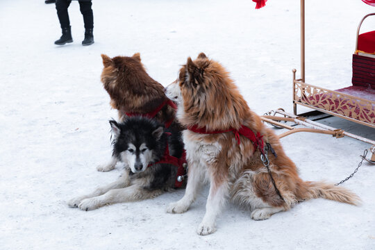 东北旅游雪橇犬阿拉斯加