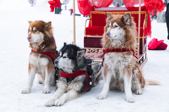 东北旅游雪橇犬阿拉斯加