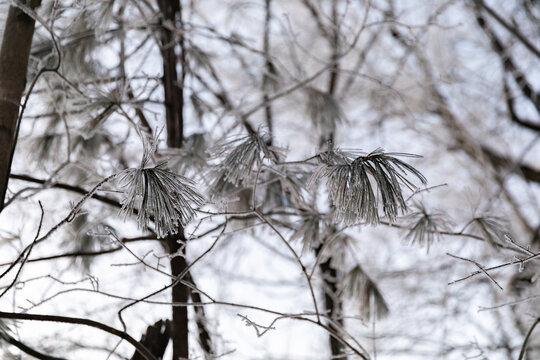 吉林魔界东北旅游冬季雪景树挂