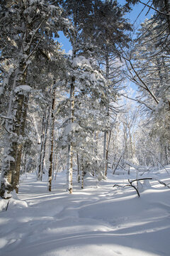 冬季天森林雪景树挂东北老里克湖