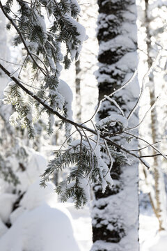 冬季天森林雪景树挂东北老里克湖