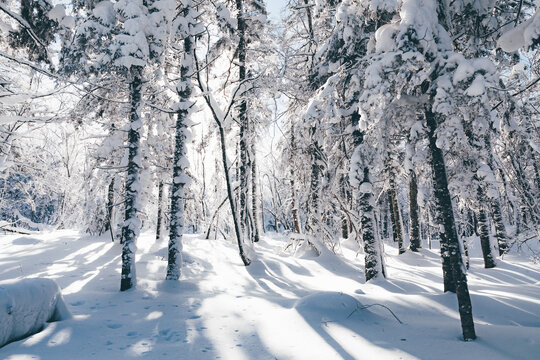 冬季天森林雪景树挂东北老里克湖