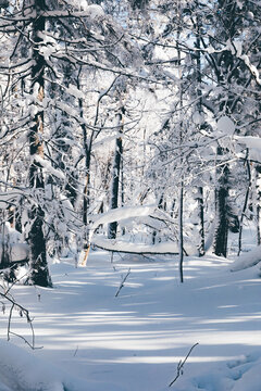 冬季天森林雪景树挂东北老里克湖