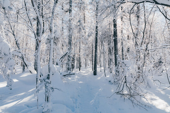 冬季天森林雪景树挂东北老里克湖