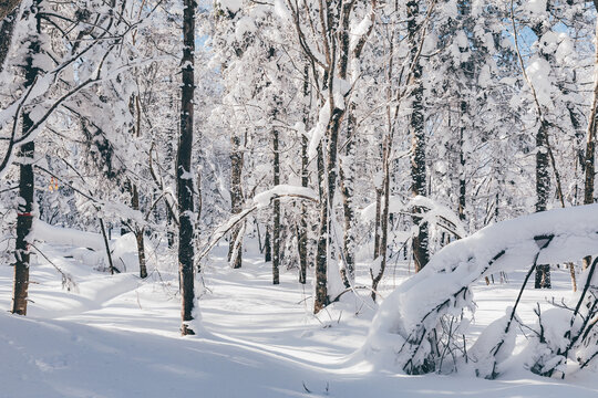 冬季天森林雪景树挂东北老里克湖