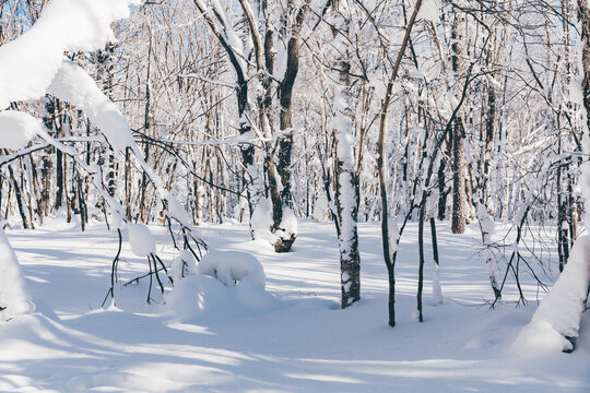 冬季天森林雪景树挂东北老里克湖