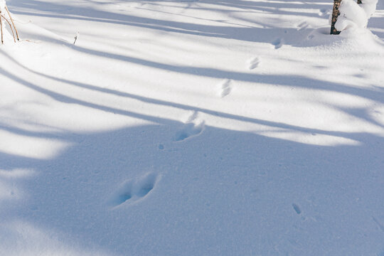 冬季冬天雪景户外动物脚印打猎