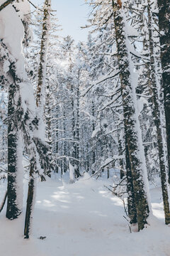 冬季天森林雪景树挂东北老里克湖