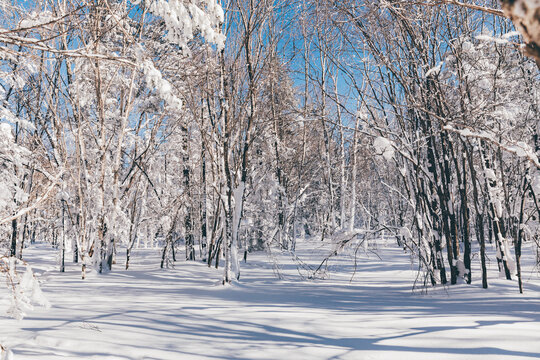 冬季天森林雪景树挂东北老里克湖