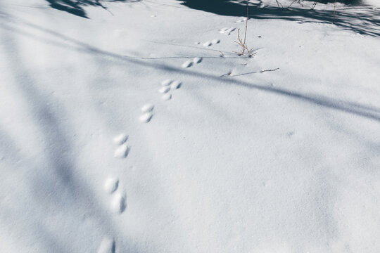 雪地动物脚印捕猎打猎户外