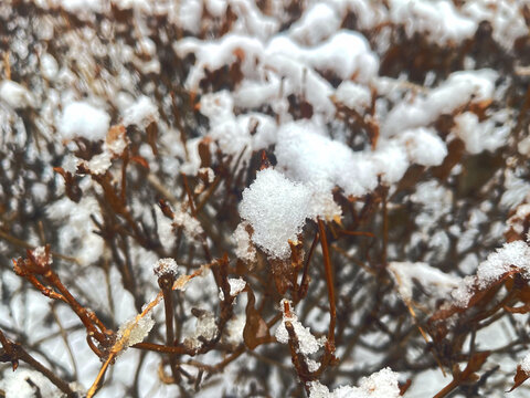 雪枝