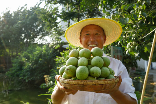 核桃树