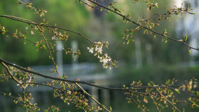 樱花