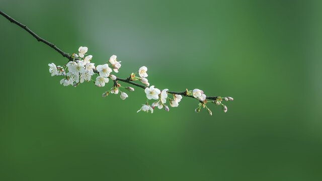 特写梅花