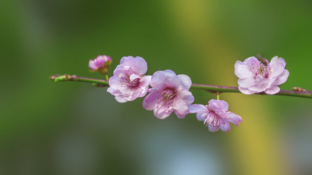 梅花