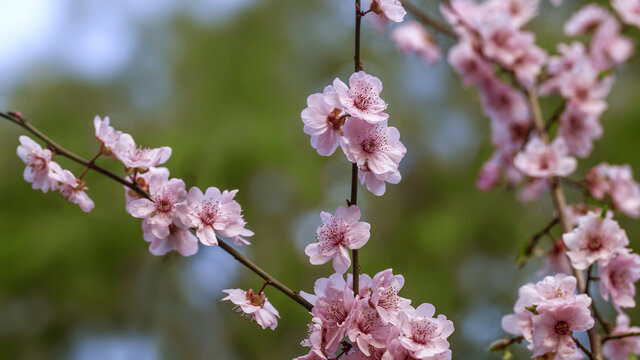 梅花