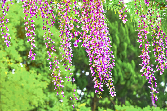 紫藤花枝