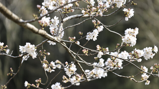 粉色樱花