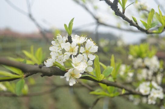 李花