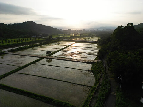 早晨阳光稻田