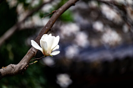 春天盛开的白玉兰