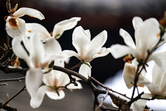 春天盛开的白玉兰