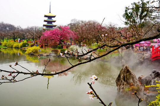 武汉东湖樱花