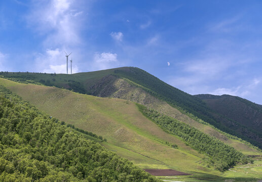 大青山阴山北坡桦树林