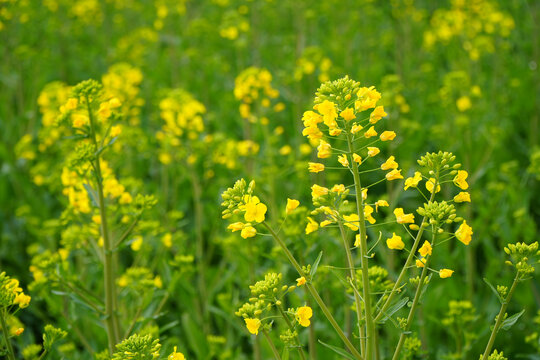 油菜花海