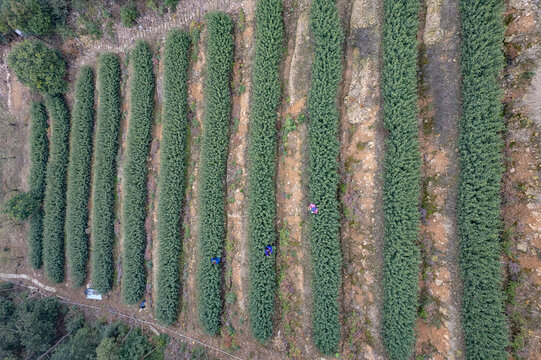 苏州西山碧螺春茶园采摘