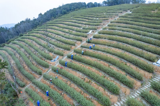 苏州西山碧螺春茶园采摘