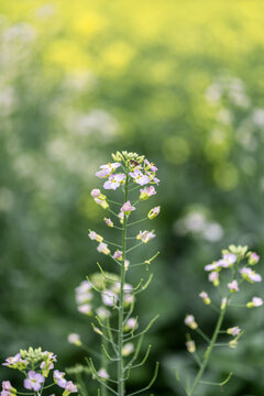 蜜蜂采蜜