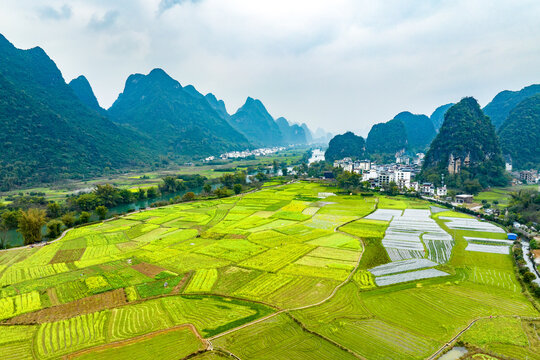 广西阳朔遇龙河景区河畔油菜花开