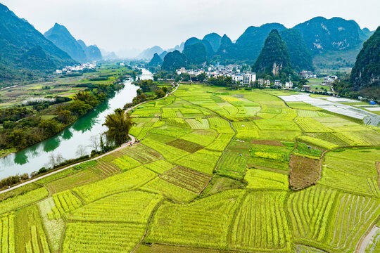 广西阳朔遇龙河景区河畔油菜花开