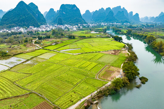 广西阳朔遇龙河景区河畔油菜花开