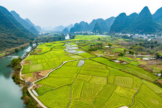 广西阳朔遇龙河景区河畔油菜花开