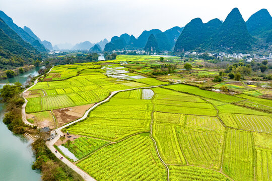 广西阳朔遇龙河景区河畔油菜花开