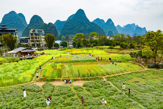 广西阳朔遇龙河景区河畔油菜花开