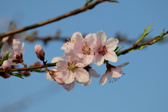 盛开的桃花