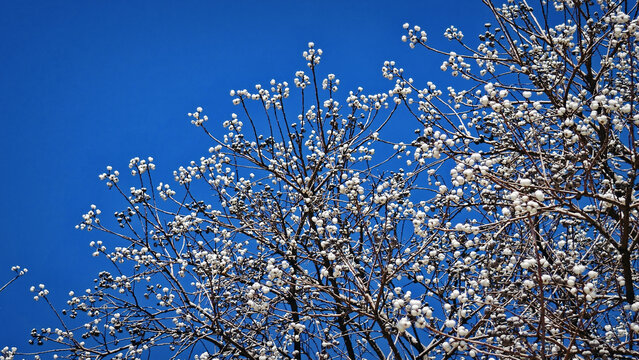 棉花树