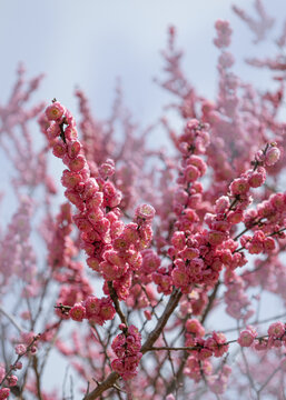 梅花