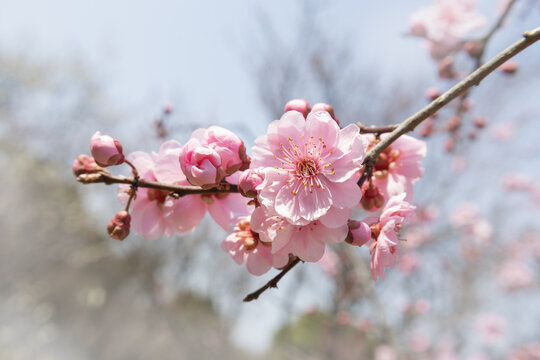 樱花