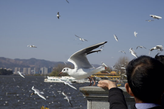 海鸥