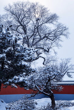 红墙树木雪景
